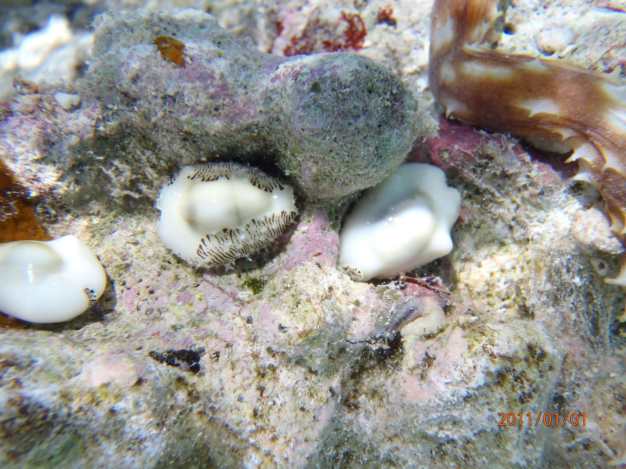 Image of cowry