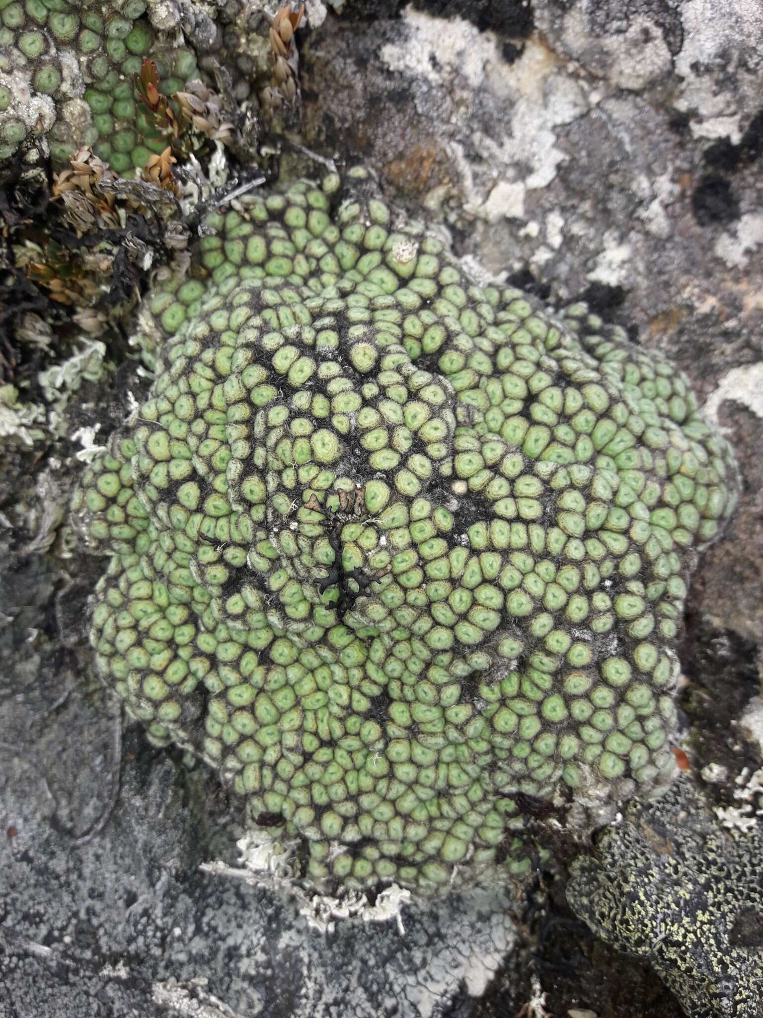 Image of Psychrophyton rubrum (J. Buch.) Beauv.