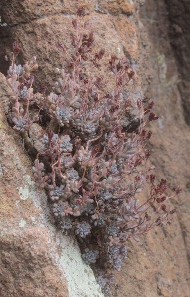 Image of Graptopetalum pachyphyllum Rose