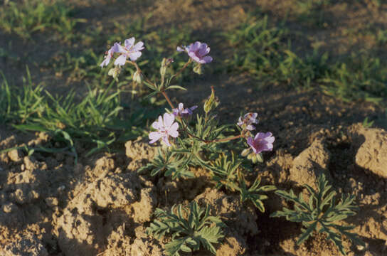 Image of Tuberous Cranesbill