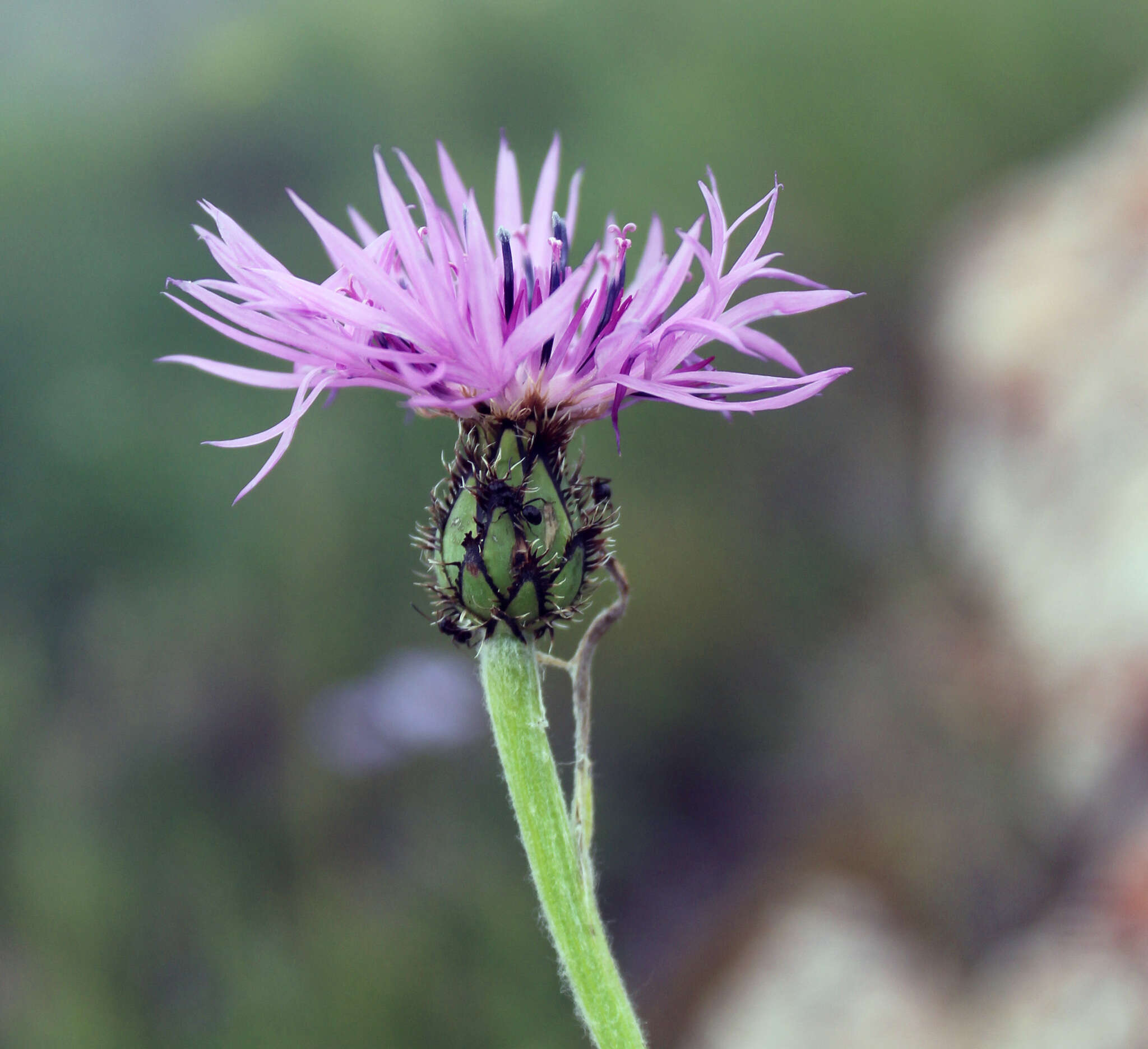 Слика од Centaurea cheiranthifolia subsp. willdenowii (Czer.) A. D. Mikheev