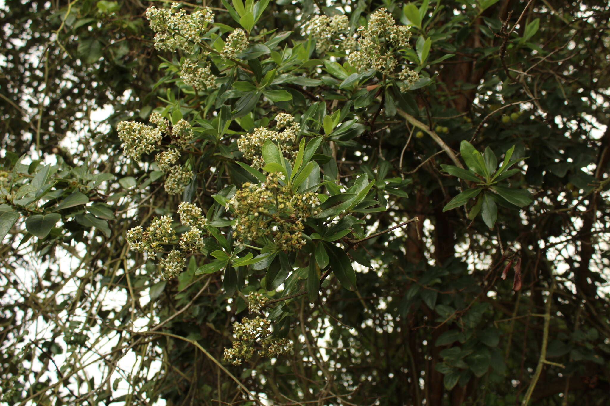 Image of Escallonia paniculata (Ruiz & Pav.) Roem. & Schult.