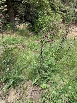 Image of Sacramento Mountain thistle