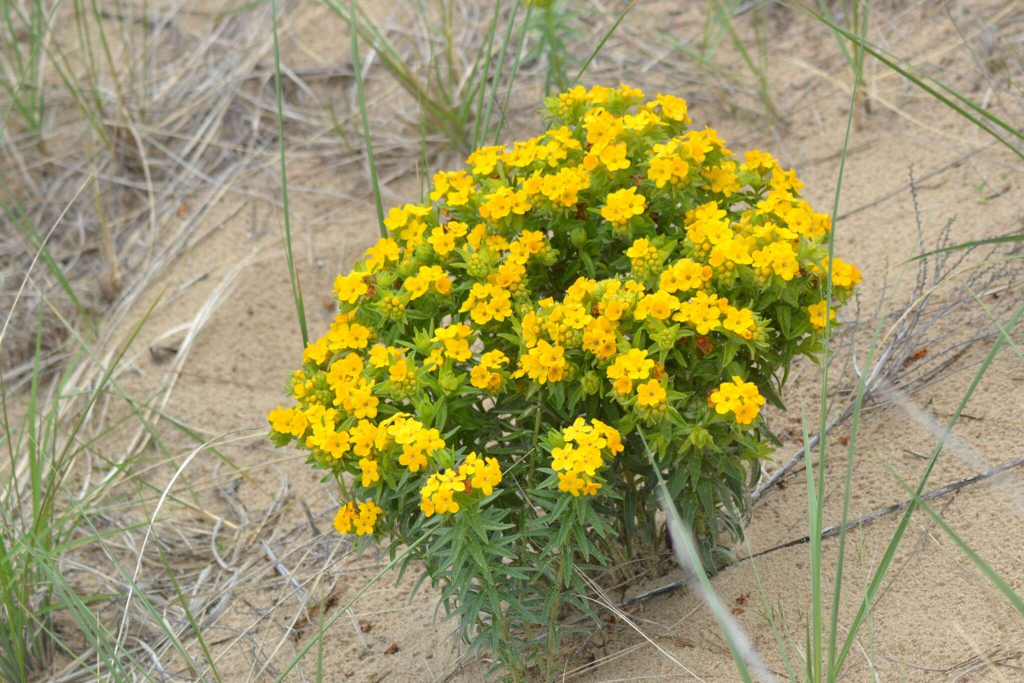 Image of Carolina puccoon