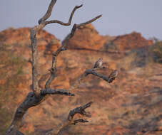 Image of African Mourning Dove