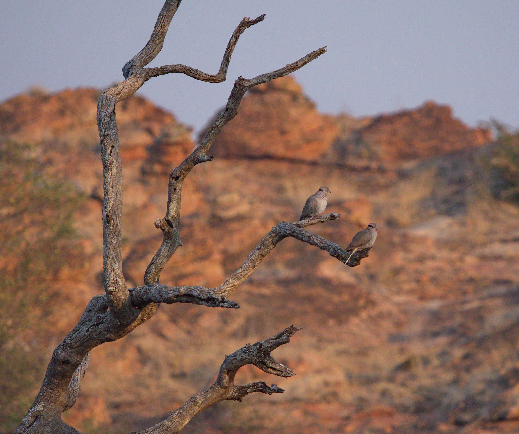 Image of African Mourning Dove