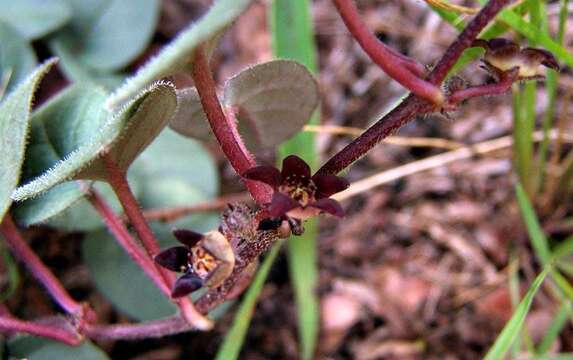 Image of Ceropegia swazica (R. A. Dyer) Bruyns