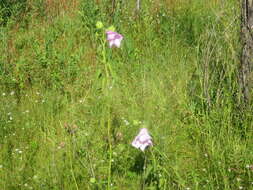 Image of striped rosemallow