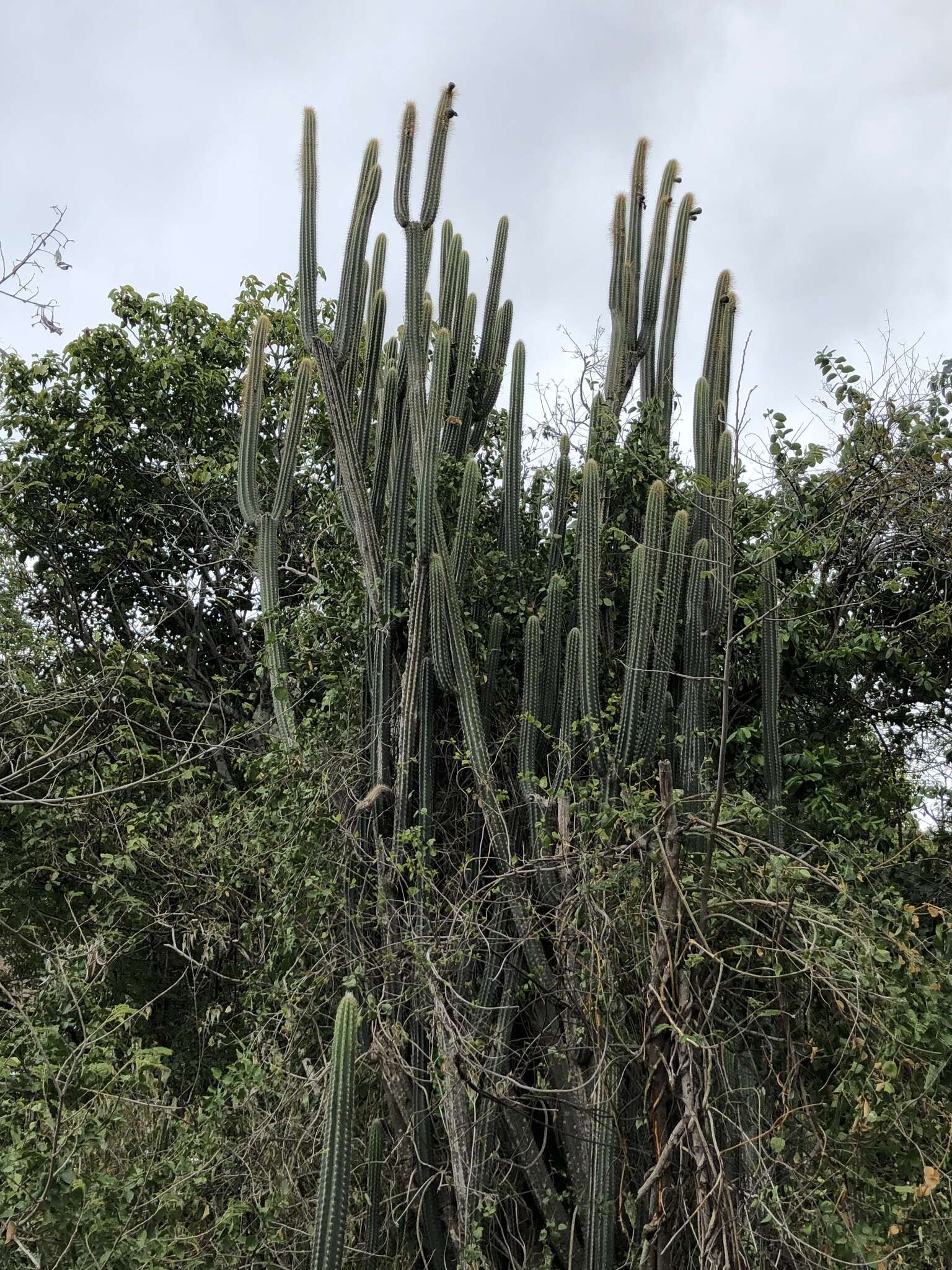 Image of Pilosocereus lanuginosus (L.) Byles & G. D. Rowley