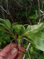 صورة Paracarphalea kirondron (Baill.) Razafim., Ferm, B. Bremer & Kårehed