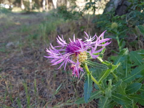 Plancia ëd Centaurea polyacantha Willd.