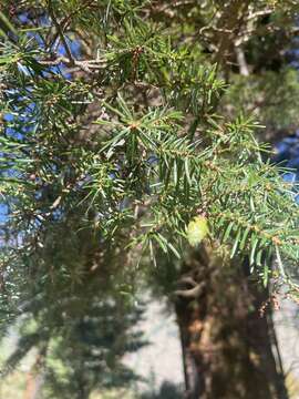 Image of Himalayan Hemlock