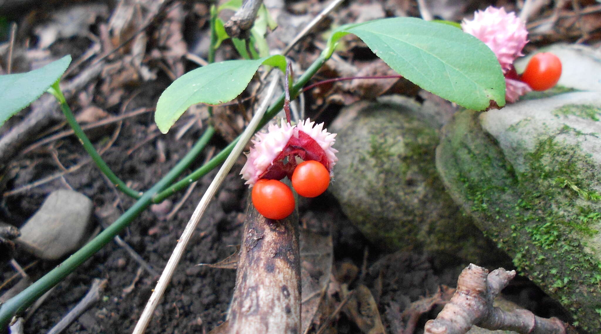 Imagem de Euonymus obovatus Nutt.