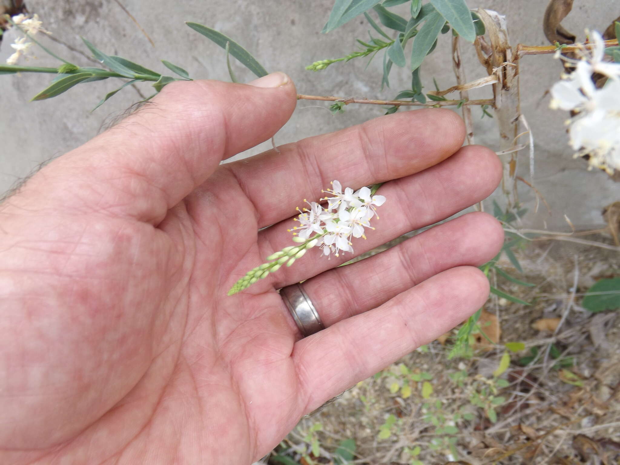 Image of false gaura