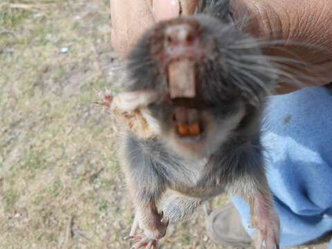 Image of southern pocket gopher