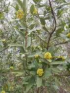 Image of California laurel