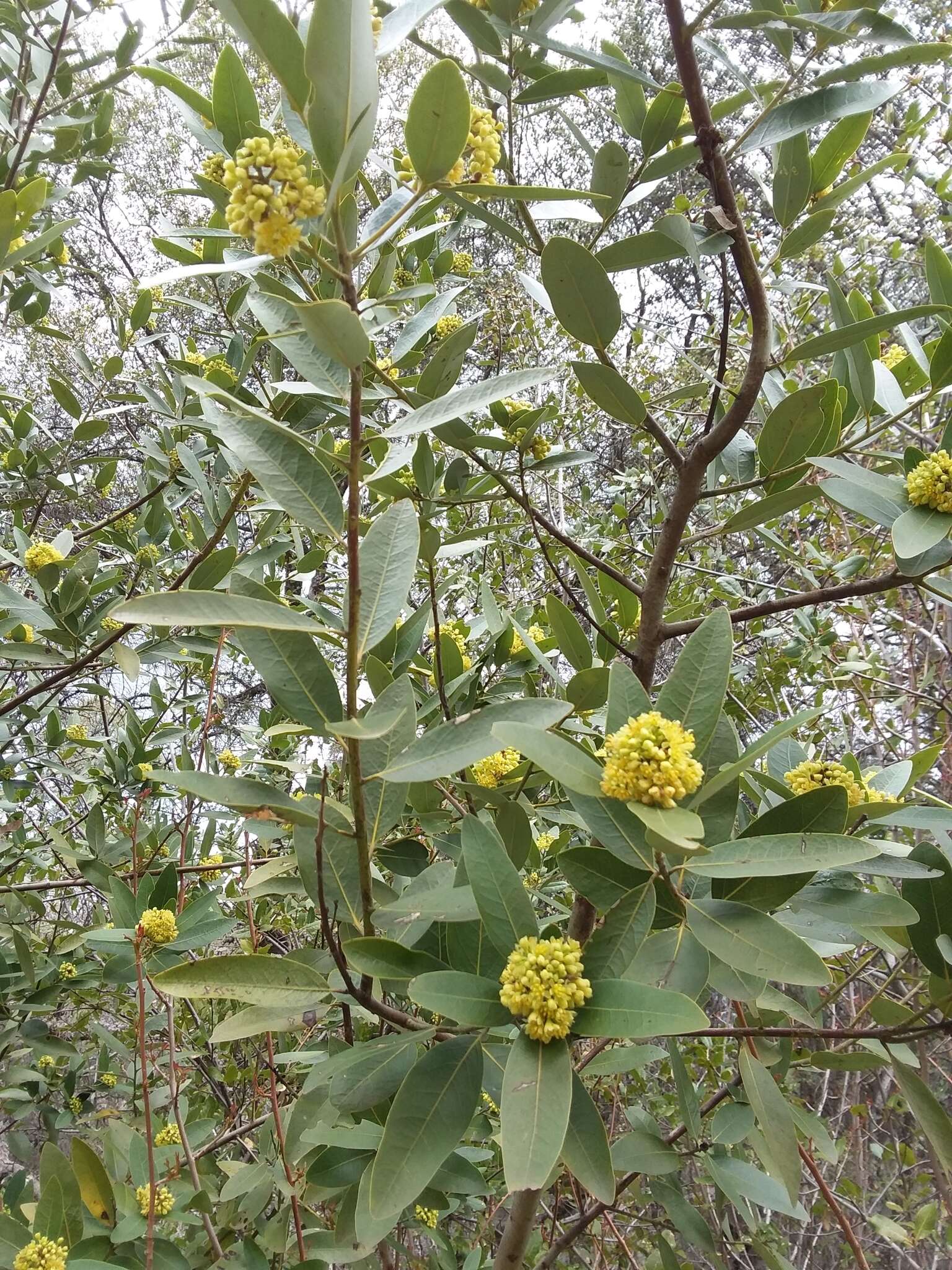 <i>Umbellularia <i>californica</i></i> f. californica resmi