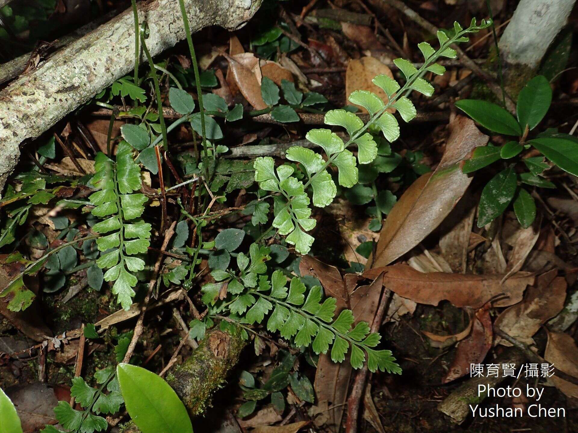 Image of Lindsaea bonii Christ