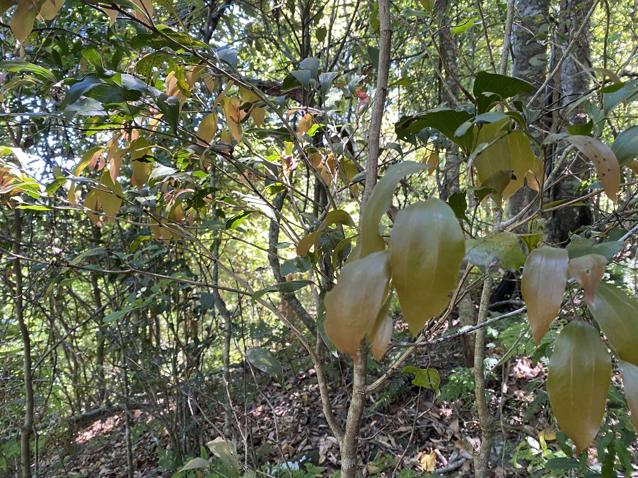 Image of Acacia bakeri Maiden