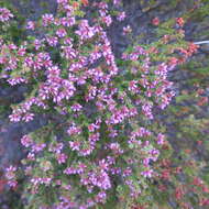 Imagem de Erica radicans subsp. radicans