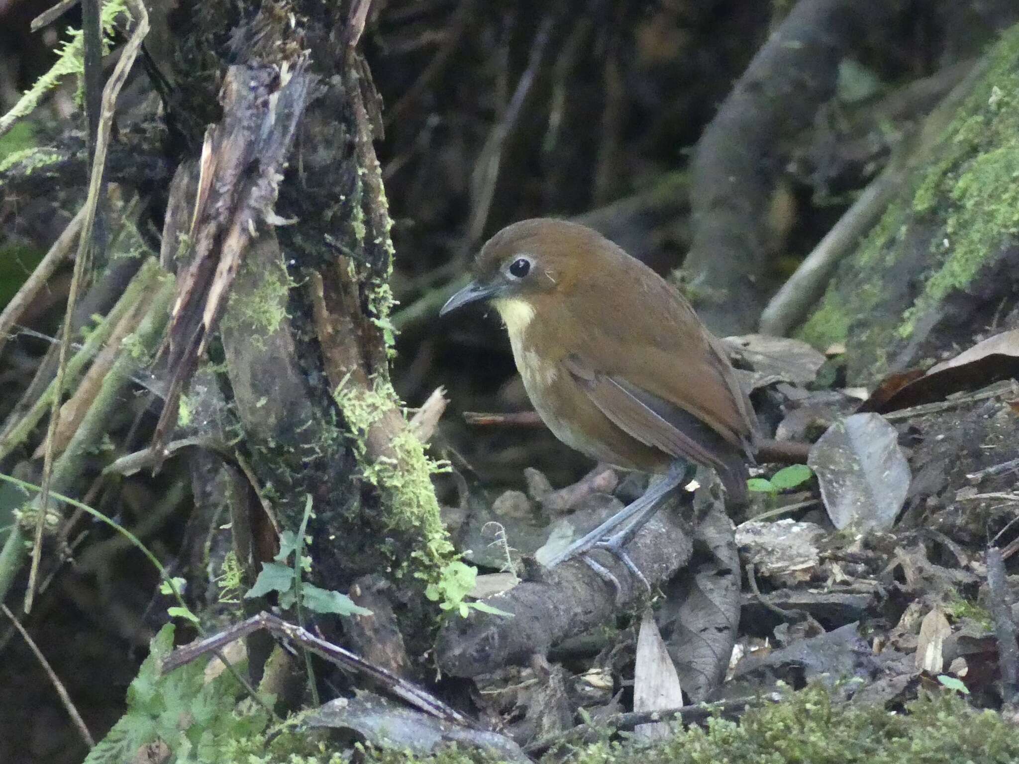 Image of Yellow-breasted Antpitta