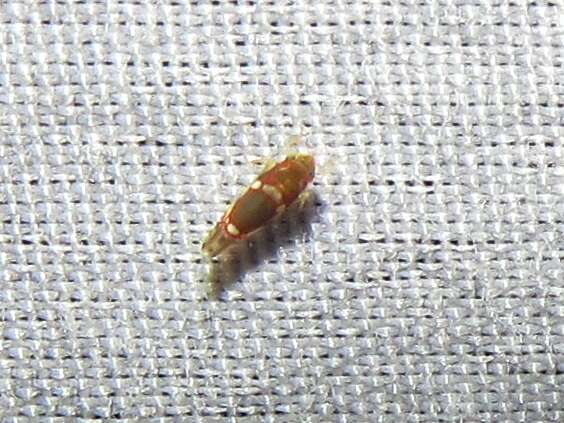 Image of Grapevine Leafhopper