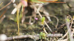 Image of Utricularia minutissima Vahl