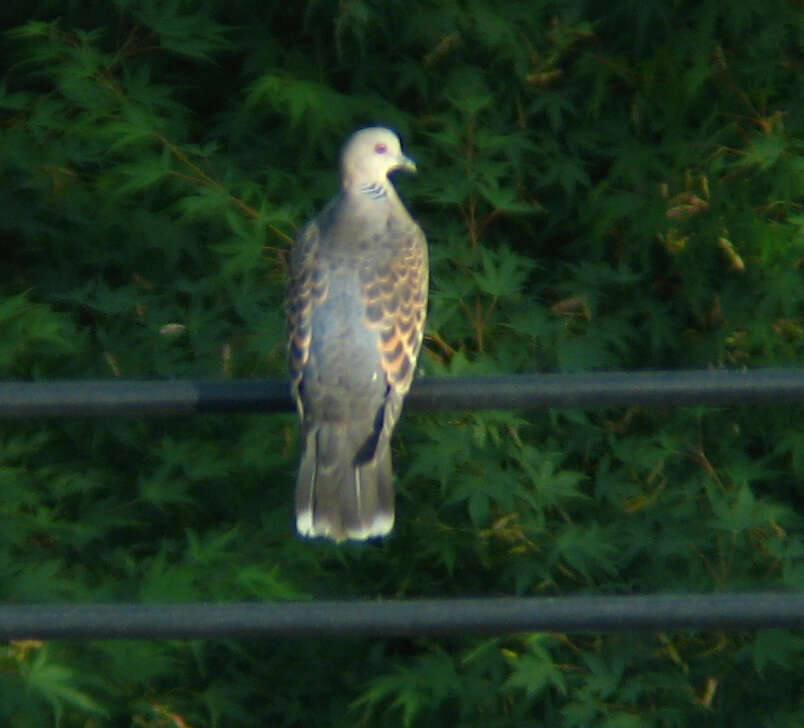 Image of Oriental Turtle Dove