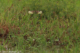 Image of Wattled Jacana