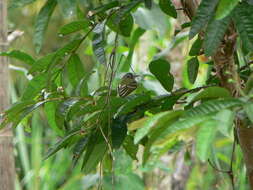 Image of Slaty-capped Flycatcher