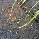 Image of Utricularia choristotheca P. Taylor