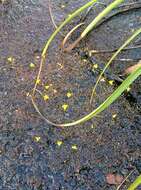 Image of Utricularia choristotheca P. Taylor