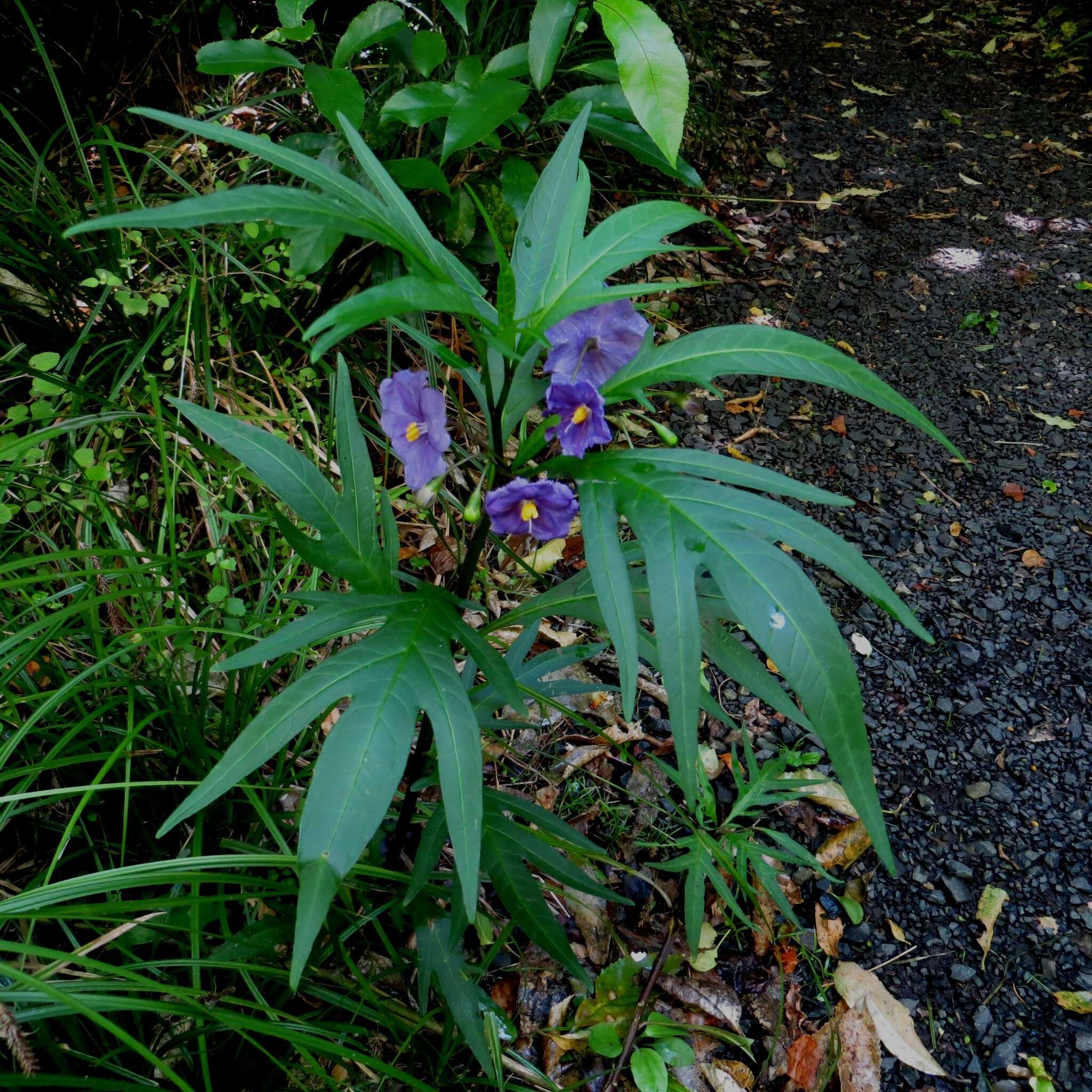 Image of Large Kangaroo Apple