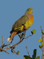 Image of Orange-breasted Green Pigeon