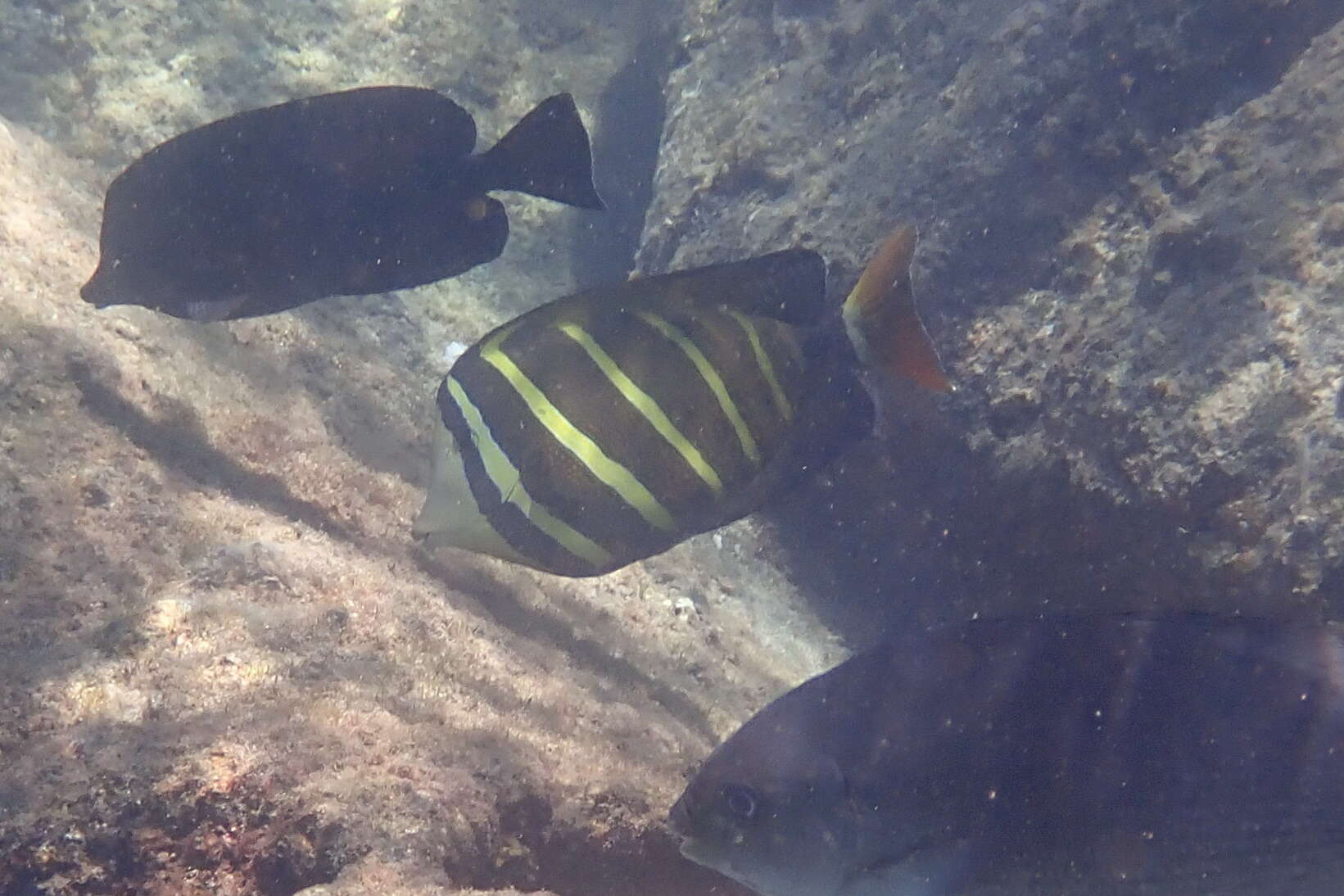 Слика од Zebrasoma veliferum (Bloch 1795)