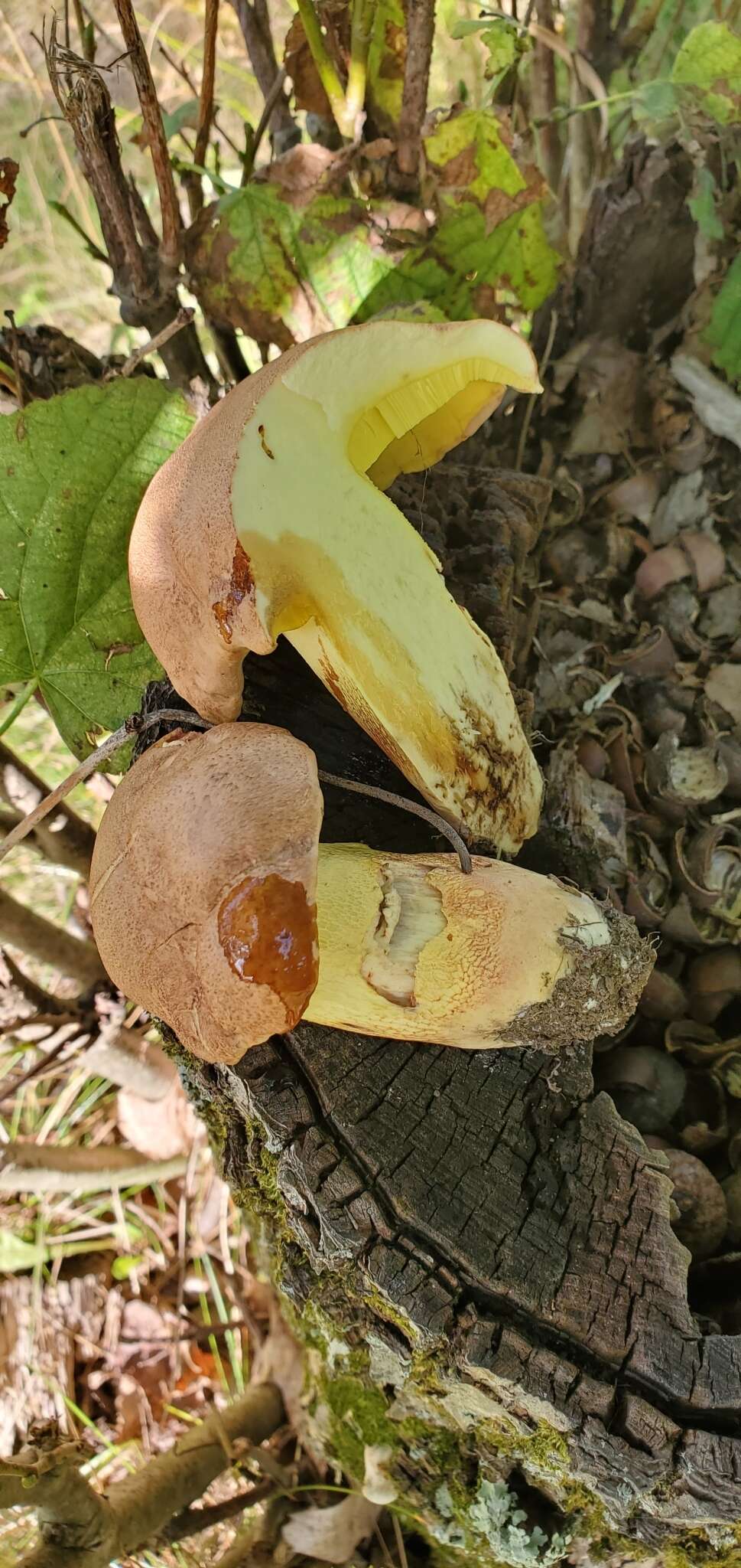 Image de Butyriboletus brunneus (Peck) D. Arora & J. L. Frank 2014