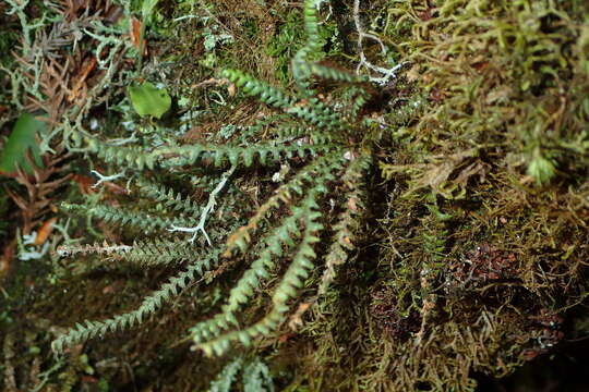 صورة Micropolypodium okuboi (Yatabe) Hayata