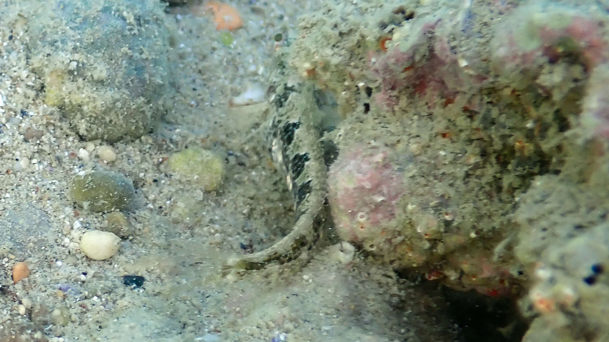 Image of Tentacled Blenny