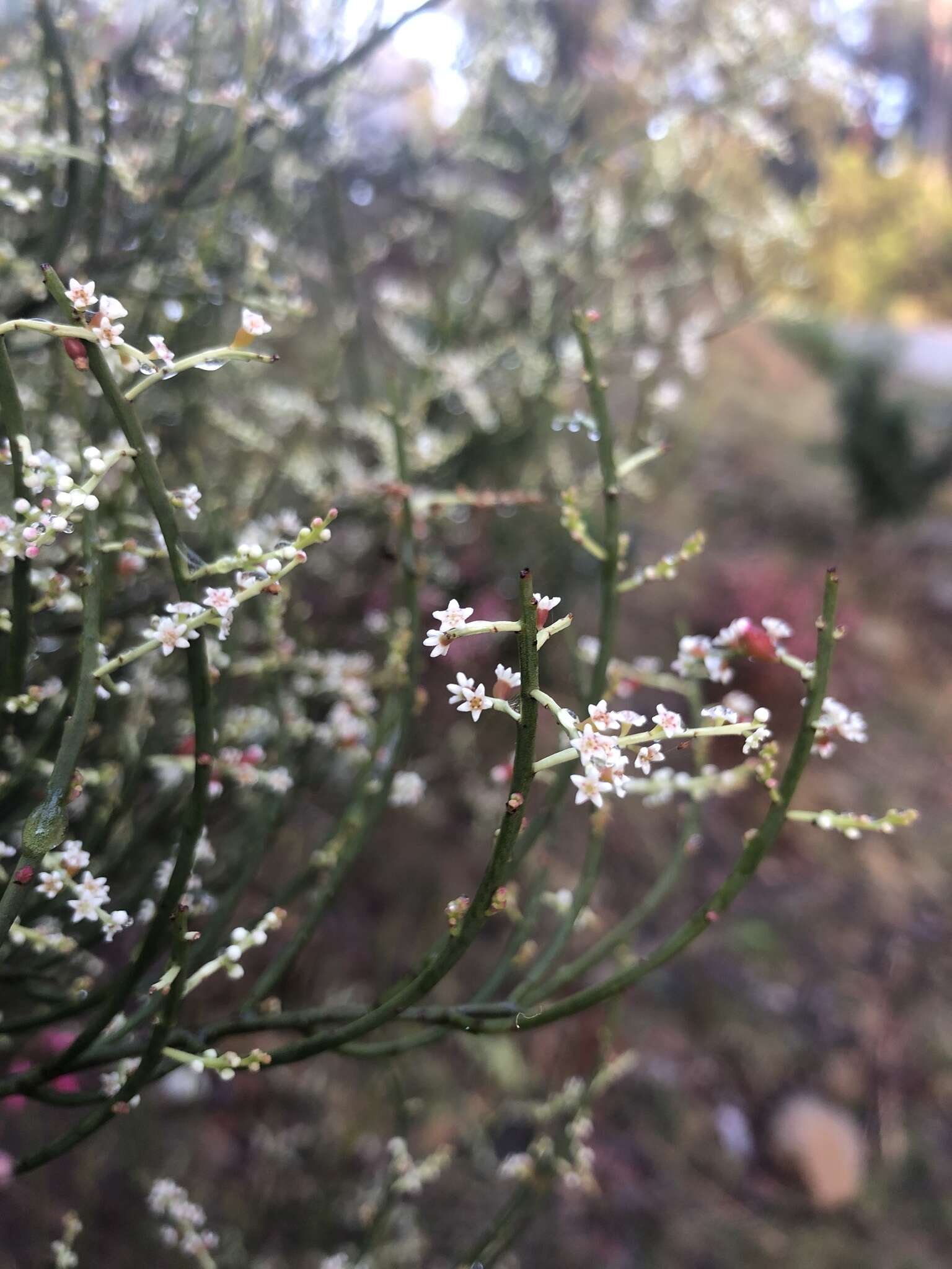 Image de Leptomeria drupacea (Labill.) Druce