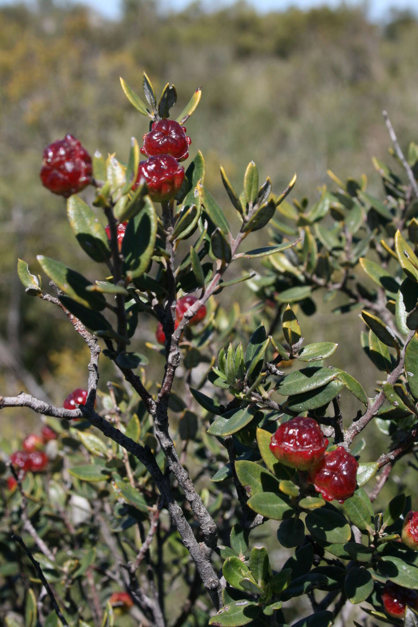 Image of <i>Phylica oleifolia</i>