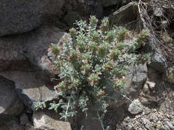 Image of Teucrium stocksianum Boiss.