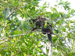 Image of Coppery Titi Monkey