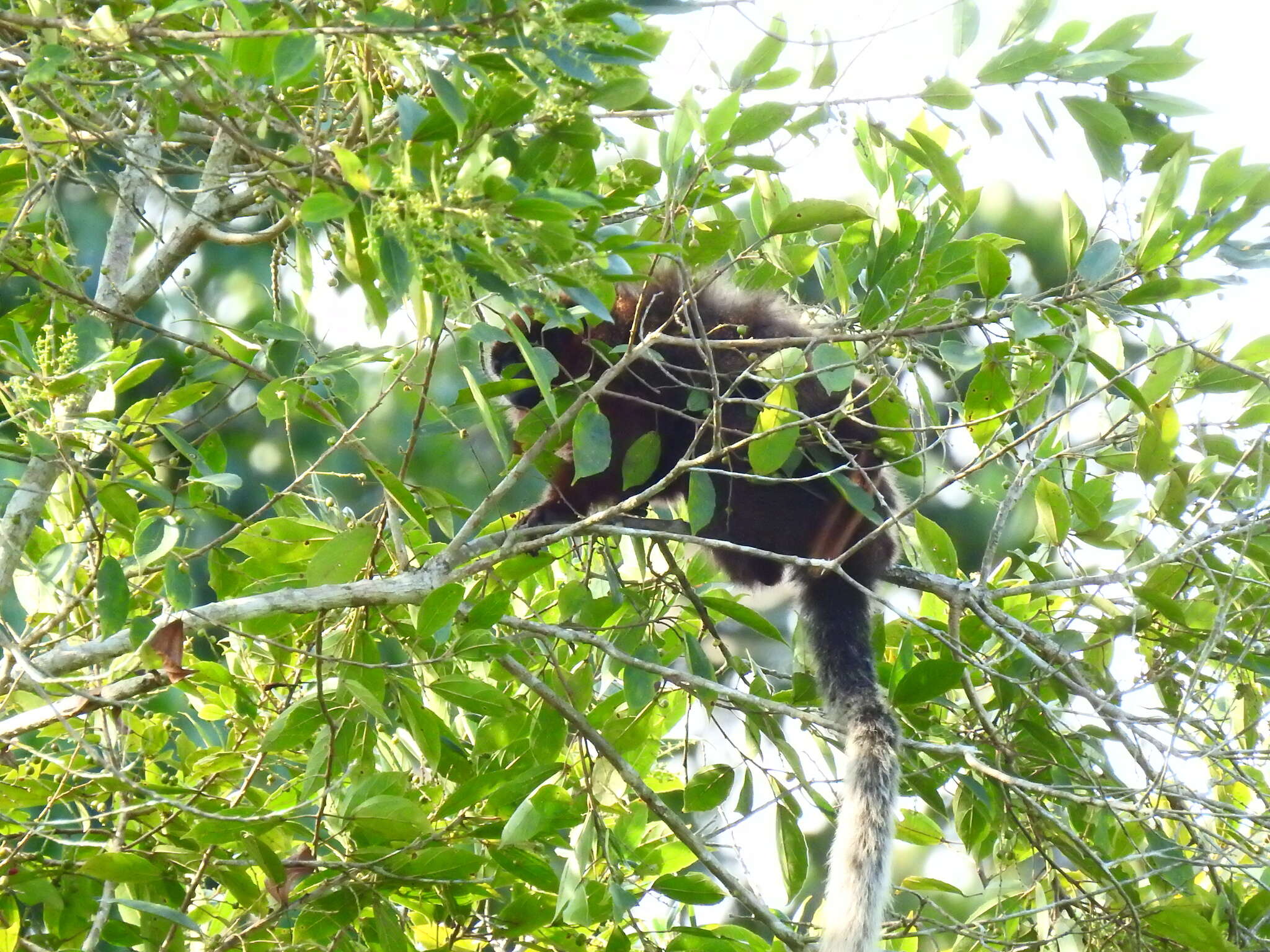 Image of Coppery Titi Monkey