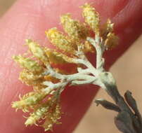 Image of Helichrysum excisum (Thunb.) Less.