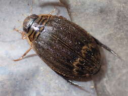 Слика од Acilius (Acilius) abbreviatus Aubé 1838