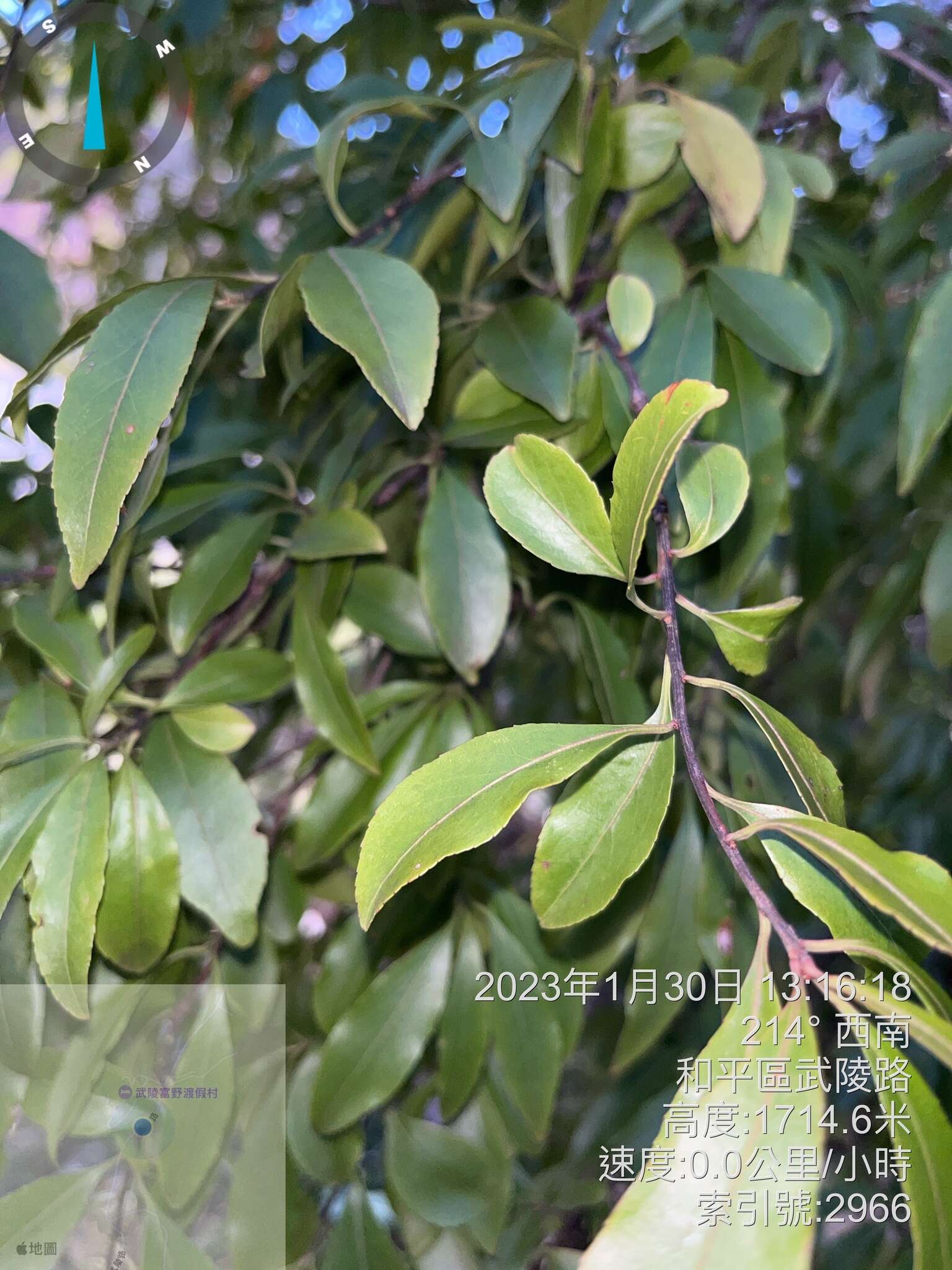 Image of Euonymus carnosus Hemsl.