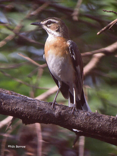 Image of Bearded Scrub Robin