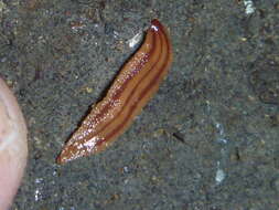 Image of <i>Artioposthia subquadrangulata</i>