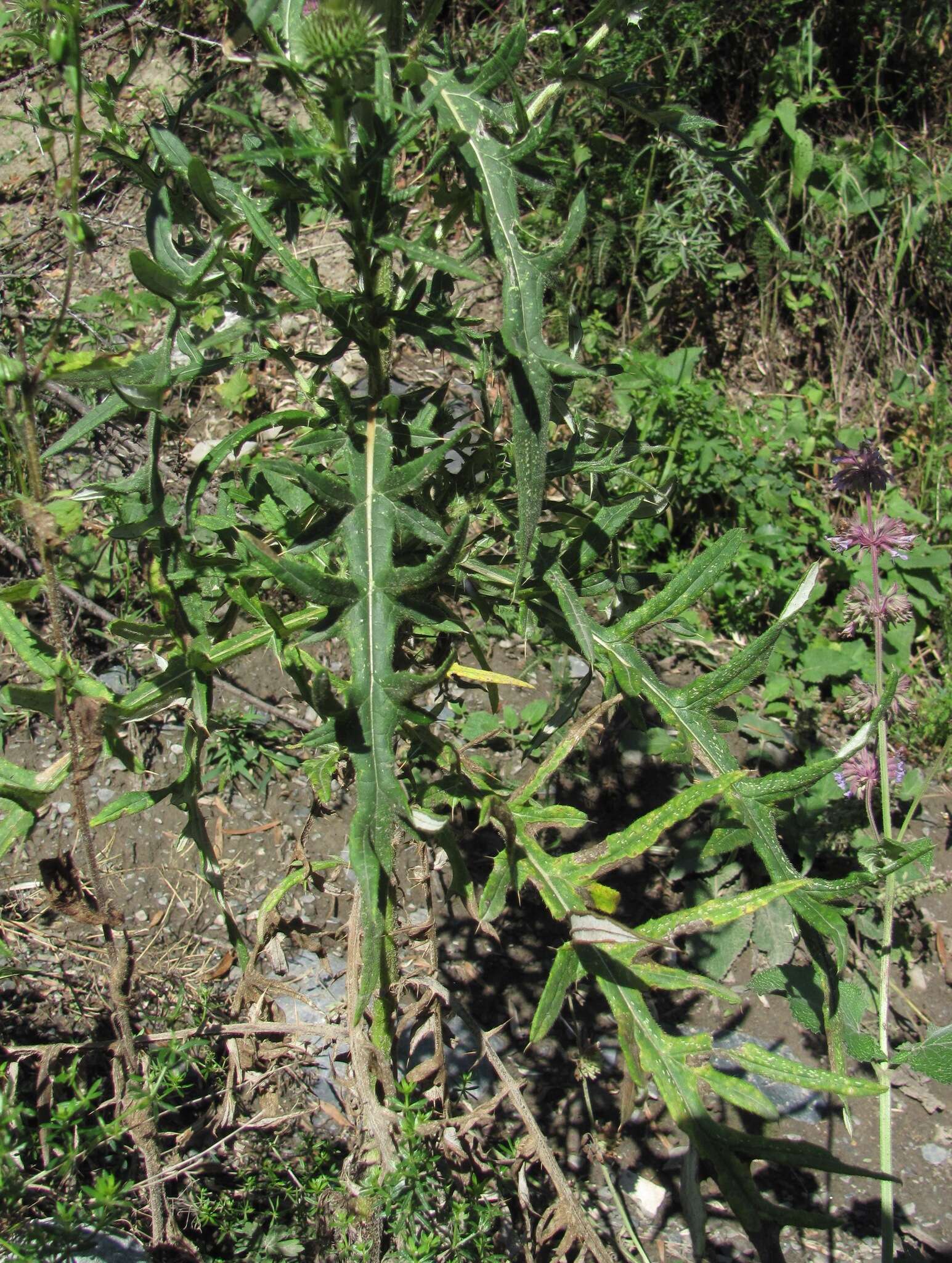 Слика од Cirsium ciliatum (Murray) Moench