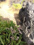 Image of Limonium bollei (Webb ex Wangerin) Erben